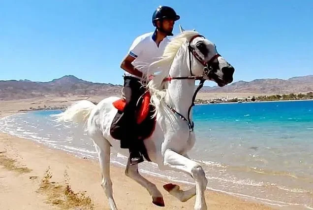 Reitausflug in Dahab – Strand, Wüste oder Blue Hole