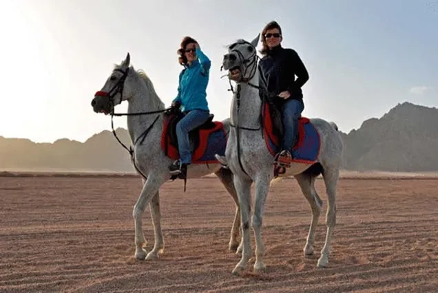 Reitausflug in Dahab – Strand, Wüste oder Blue Hole
