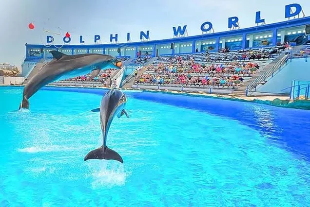 Delfin-Tour ab Hurghada – Schnorcheln am Dolphin House