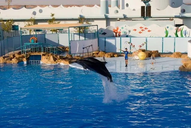 Delfin-Tour ab Hurghada – Schnorcheln am Dolphin House