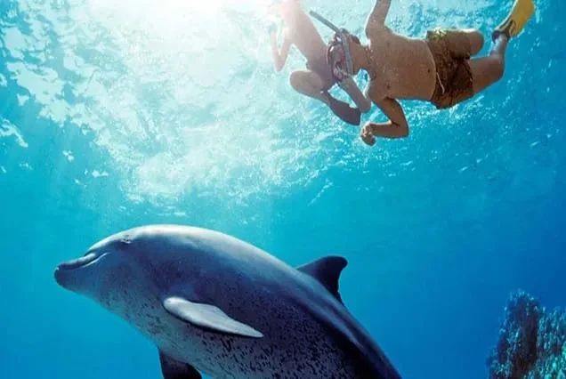 Delfin-Tour ab Hurghada – Schnorcheln am Dolphin House