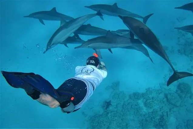 Delfin-Tour ab Hurghada – Schnorcheln am Dolphin House
