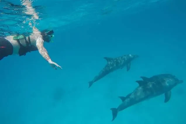 Delfin-Tour ab Hurghada – Schnorcheln am Dolphin House