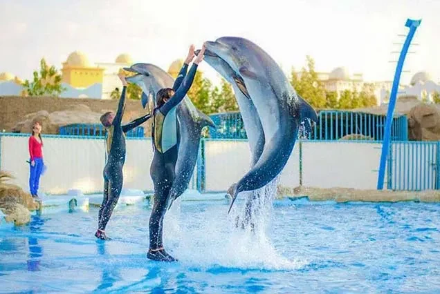 Delfin-Tour ab Hurghada – Schnorcheln am Dolphin House
