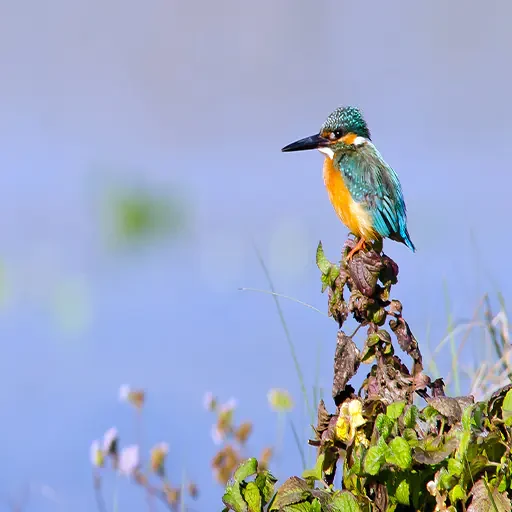 Private Vogelbeobachtungstour auf dem Nil in Assuan