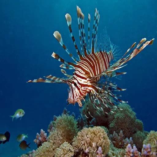 12 Tage Hurghada-Pauschalurlaub mit Nilkreuzfahrt und Alexandria-Ausflug