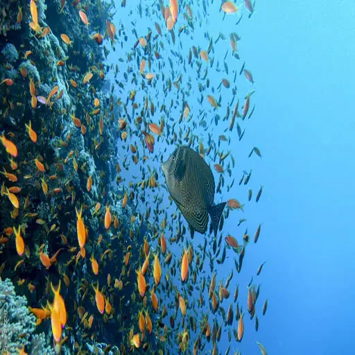 Giftun-Insel – Schnorcheltour & Strandtag ab Hurghada