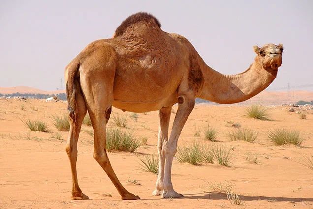 Privater Kamelritt am Westufer von Luxor