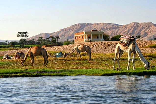 Privater Kamelritt am Westufer von Luxor