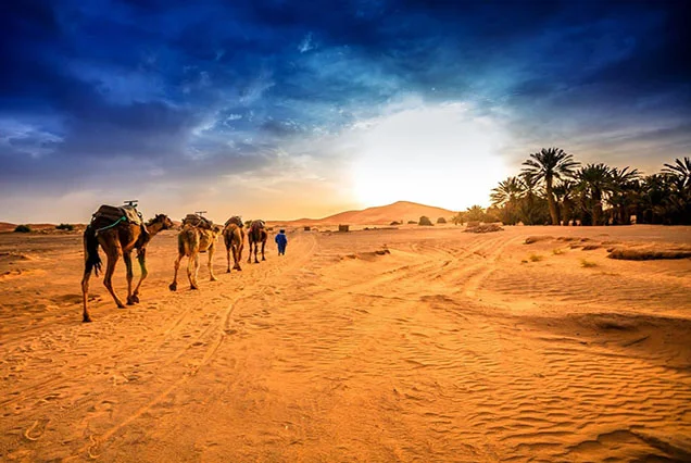 Privater Kamelritt am Westufer von Luxor
