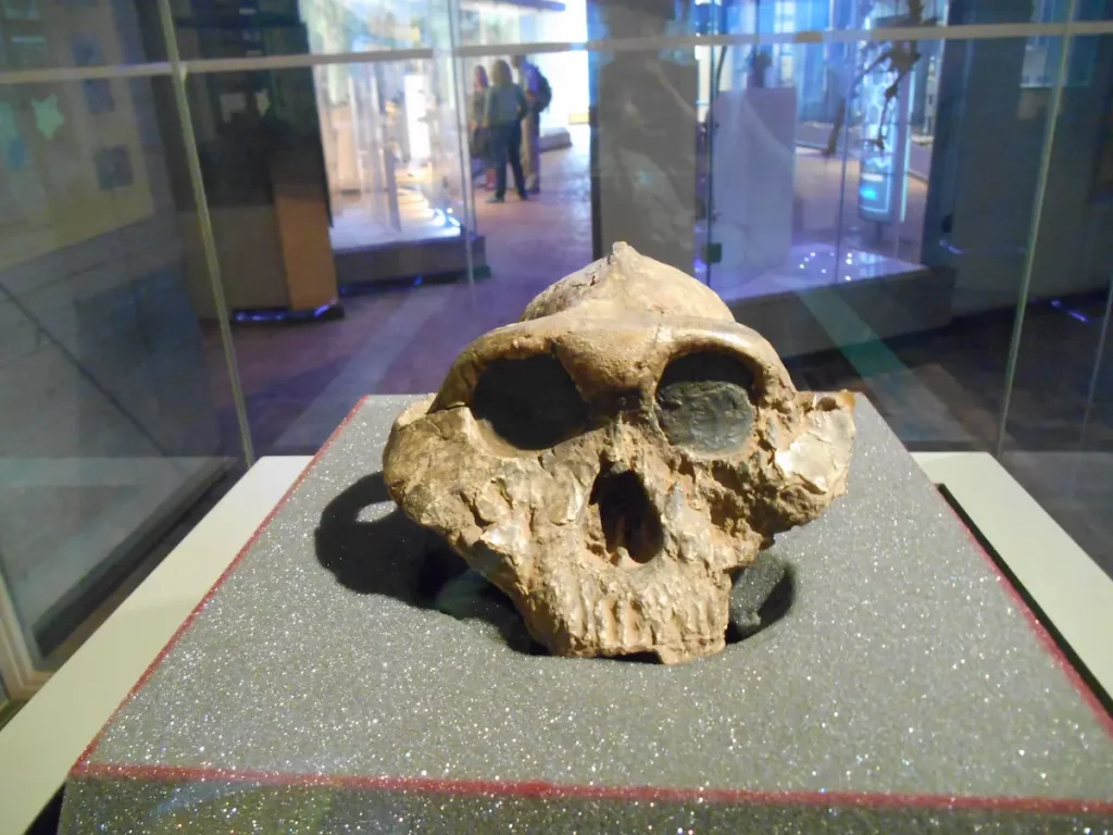 Koptisches Kairo, Nationalmuseum & Zitadelle – Tagestour